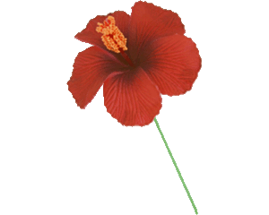 Fleur d'Hibiscus pour Oreille ou Cheveux